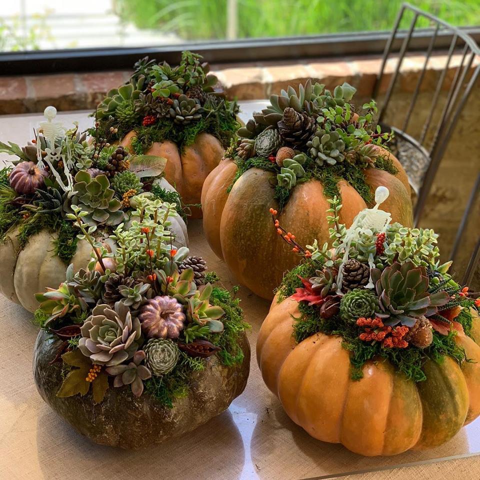 DIY Pumpkin Succulent Workshop!