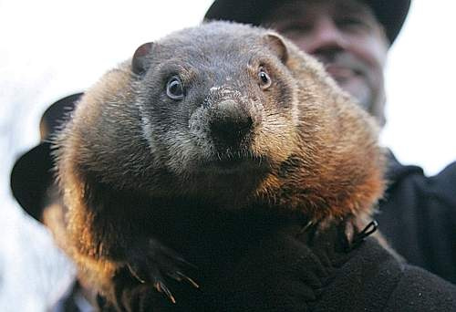 Happy Groundhog Day!