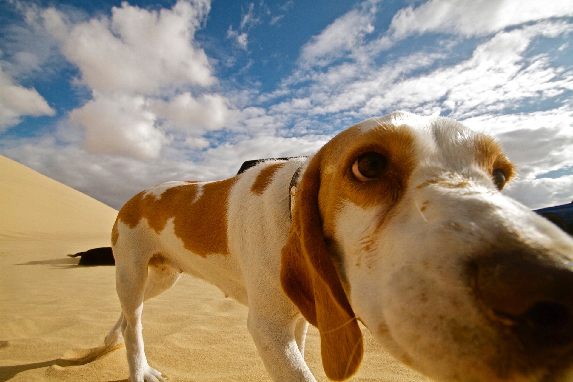 Best Dog-Friendly Getaways and Planning Tips