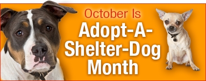 October is Adopt a Shelter Dog Month - Pinot's Palette