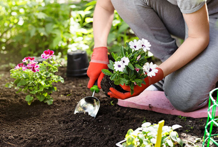 Planting a Spring Garden Tips for Beginner Gardeners Pinot's Palette