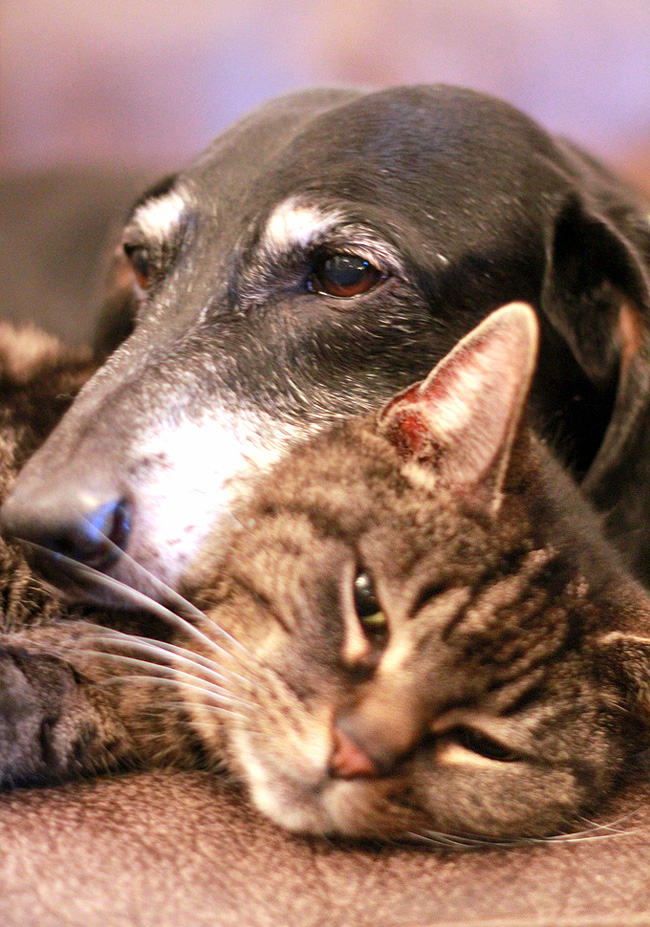 Honoring the Golden Years: Why Senior Pet Awareness Month Matters