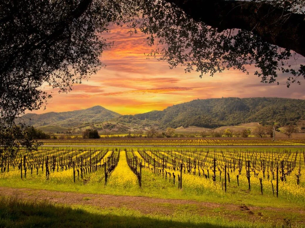 From Grape to Glass: A Globetrotter's Guide to Exploring Wineries Worldwide