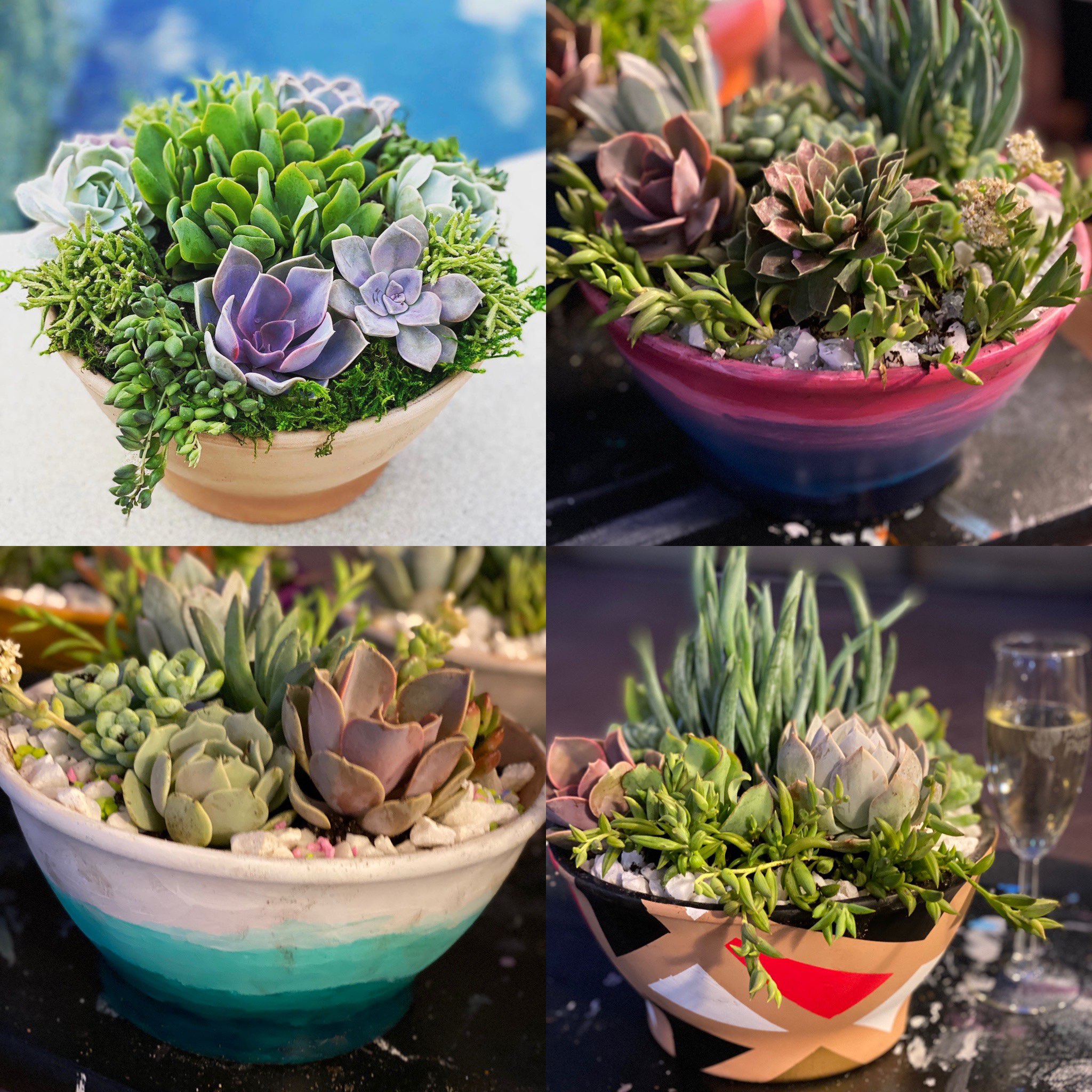 Sips and Succulents Workshop