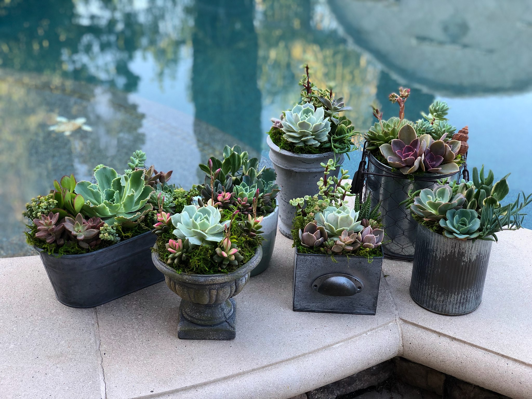 Sips and Succulents Workshop