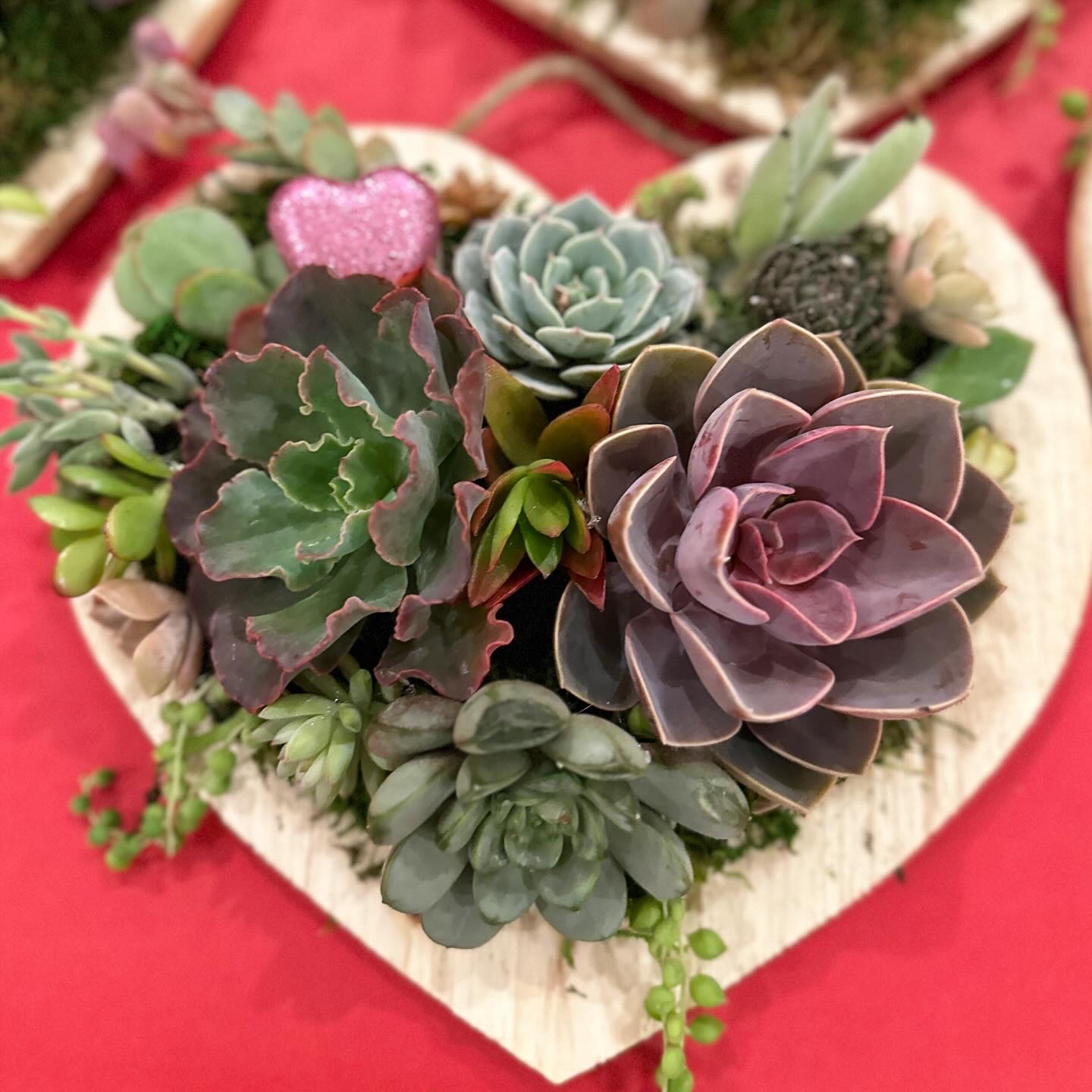 Sips and Succulents Workshop