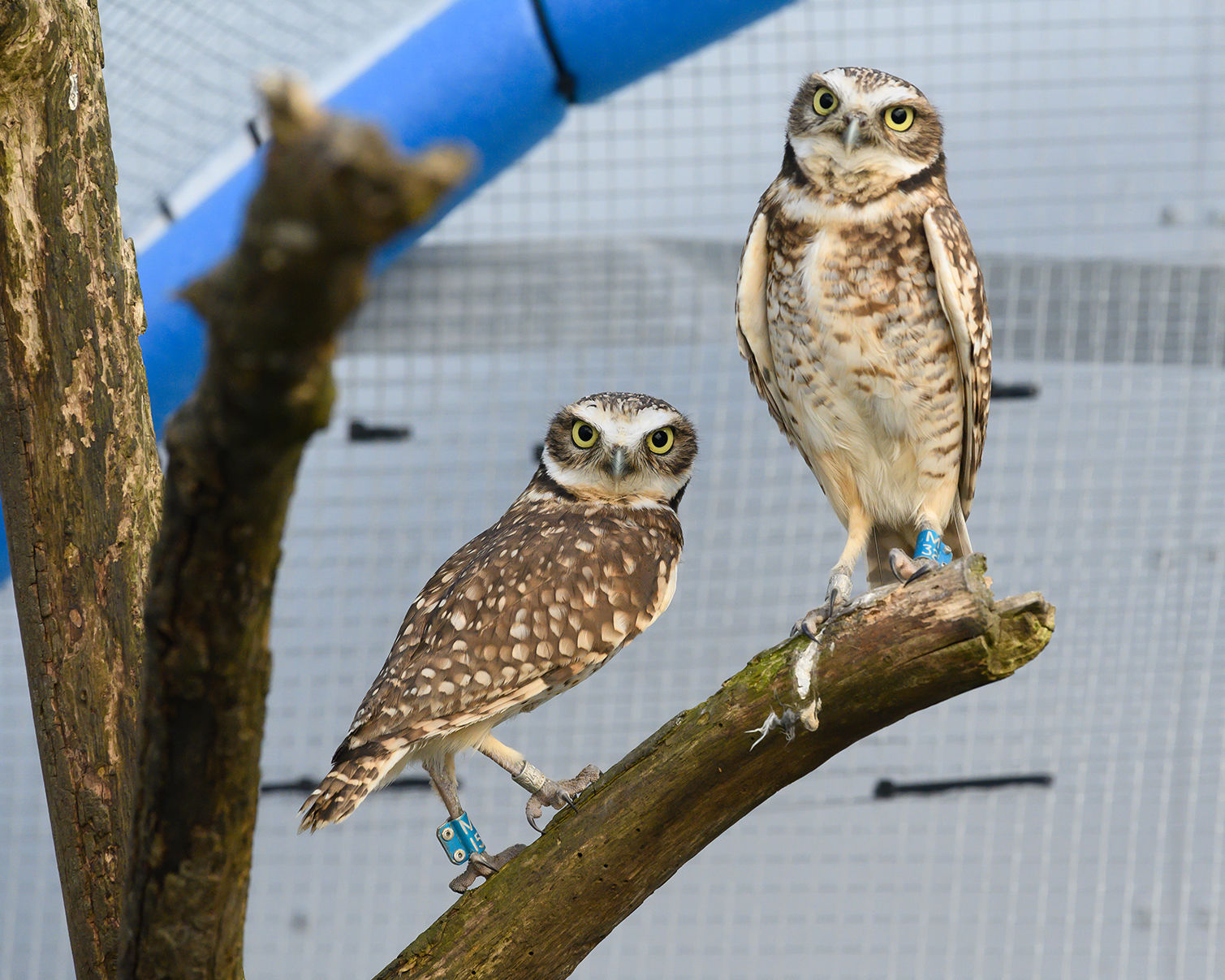 Burrowing Owl