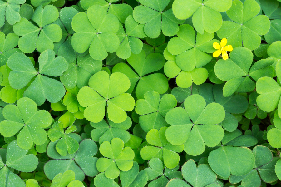 Why are four-leaf clovers lucky and what should you do if you