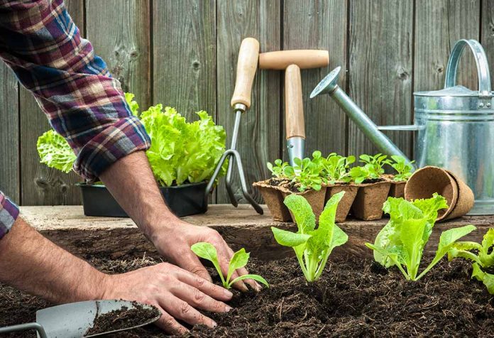 Your Guide To Starting A Garden Today! 