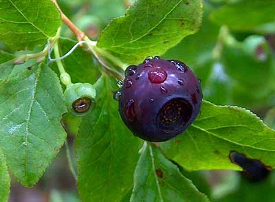 Heads-up for Huckleberries!