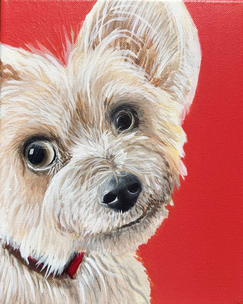 Project Pet Headshots